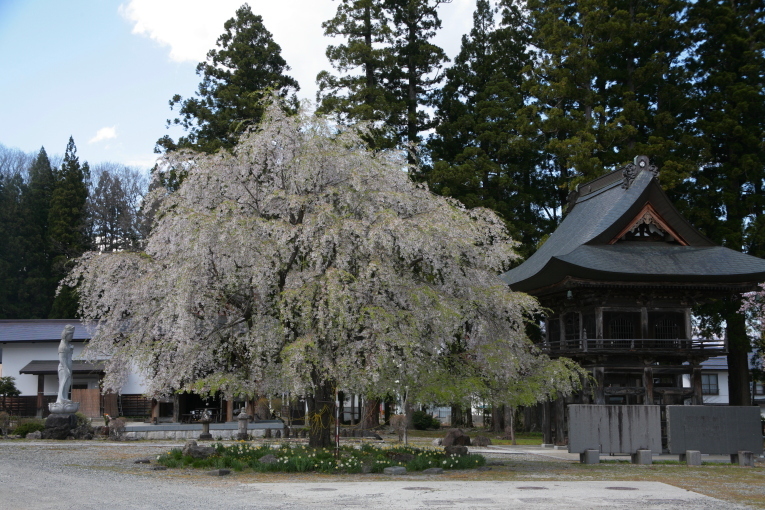 長野　白馬村　長谷寺のシダレザクラ　_e0165983_11421280.jpg