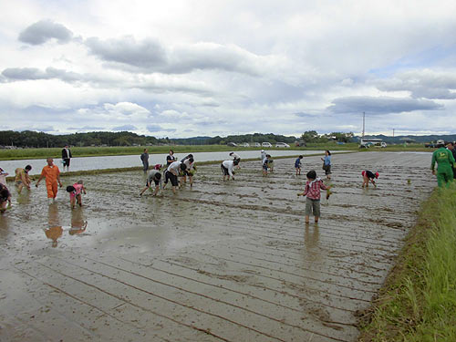 目黒角田絆交流~田植え体験~ _d0247484_16341618.jpg