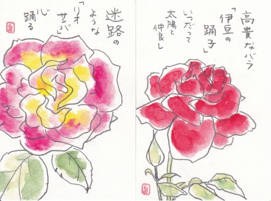 薔薇のスケッチ　♪♪_b0335286_08303068.jpg