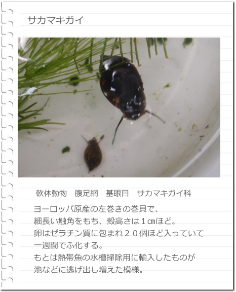 これは何？_b0223592_15065541.png