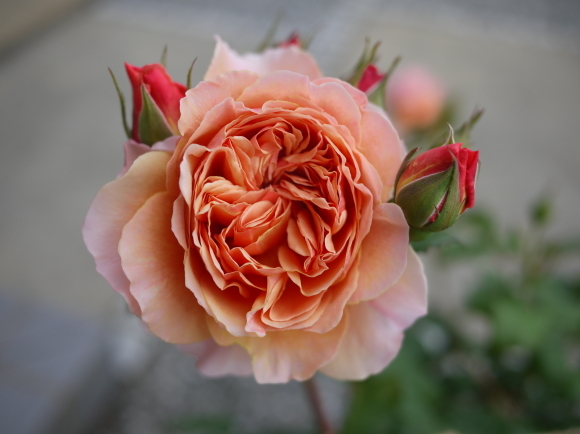 庭の薔薇 かおりかざり 2017年 5月 春 ナナと庭の薔薇 庭の薔薇 かおりかざり 2017年 5月 春 ナナと庭の薔薇