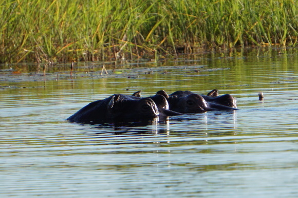 オカバンゴな日々 ②  水辺へ_f0362800_22515956.jpg