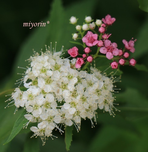 初夏に咲く白いお花たち～♪_a0123003_10111867.jpg