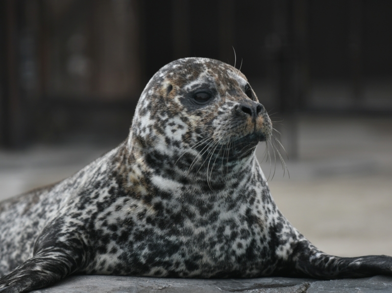 動物園シリーズ 確認用 アザラシ 動物園シリーズ 確認用 アザラシ （ゴマフアザラシ｜動物園の