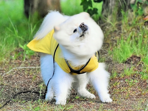錯覚……!?_d0360206_00485560.jpg