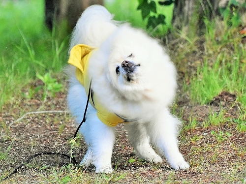 錯覚……!?_d0360206_00490046.jpg