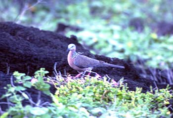 ハワイ探鳥記 No.9：1/13 HANAUMA BAY_e0183106_14143374.jpg