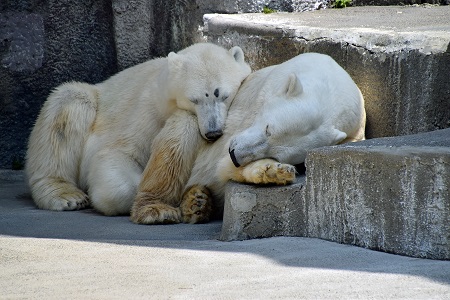 初夏の浜松、バフィンとモモの土曜日 ～ 暑さの厳しい季節の到来と互いに成長する親子の姿_a0151913_205917100.jpg