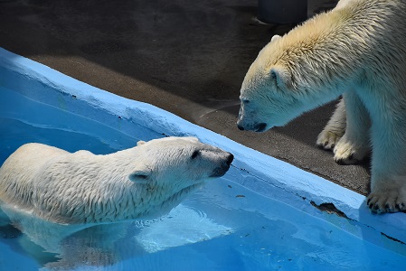 初夏の浜松、バフィンとモモの土曜日 ～ 暑さの厳しい季節の到来と互いに成長する親子の姿_a0151913_21544100.jpg