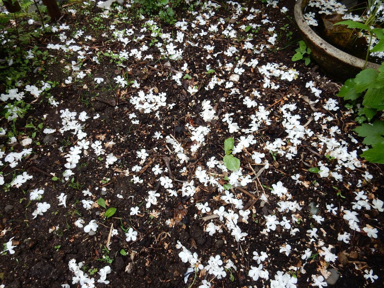 道央を龍が襲う_c0025115_21293766.jpg