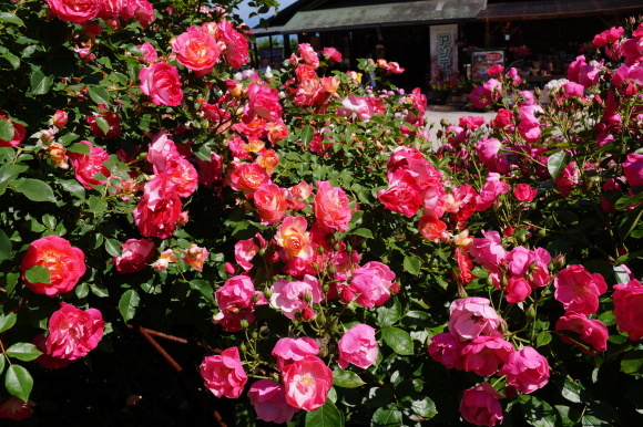 c0020320_19260802.jpg