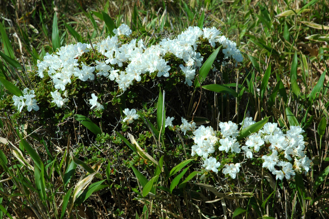 再び白花ミヤマキリシマ 八重咲きのミヤマキリシマに感動 山に癒されて