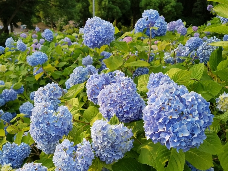 紫陽花　～蜻蛉池公園_f0330437_23580088.jpg