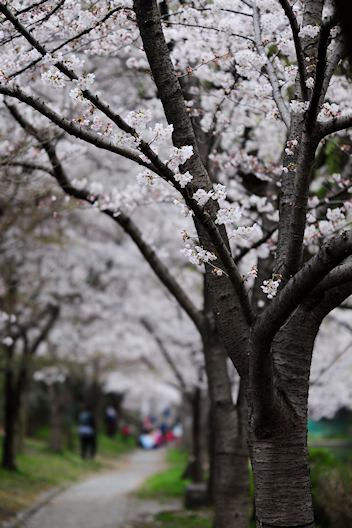 玄人専科】LAOWA 105mm/f2 Bokeh Dreamer : 【匠のデジタル工房 玄人専科】LAOWA 105mm/f2 Bokeh Dreamer : 【匠のデジタル工房