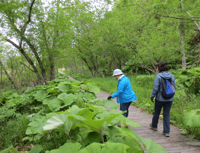 ☆ 北海道　花の名山　アポイ岳への旅：6月2日（金）～6日（火）_e0371039_18165372.gif