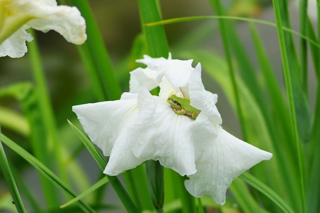 城北公園の紫陽花(ゆるふわ系)と昆虫達@2017-06-08_d0250840_16253354.jpg