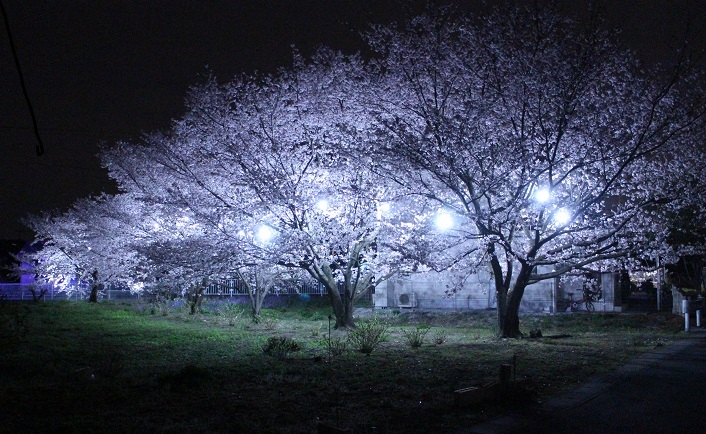 SAKURA FESTIVAL 2017 のお礼(夜桜編)_d0237446_18250184.jpg