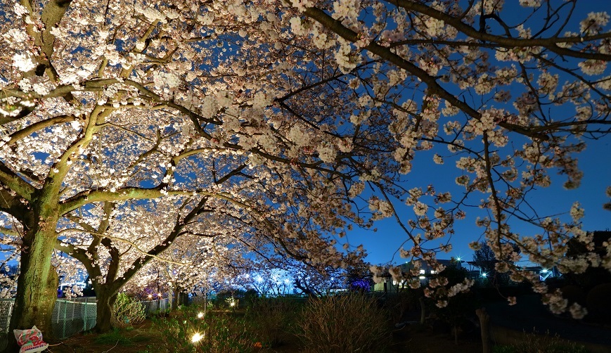 SAKURA FESTIVAL 2017 のお礼(夜桜編)_d0237446_18305989.jpg