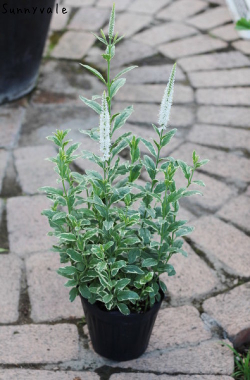 育てやすい ベロニカさん達 さにべるスタッフblog Sunny Day S Garden