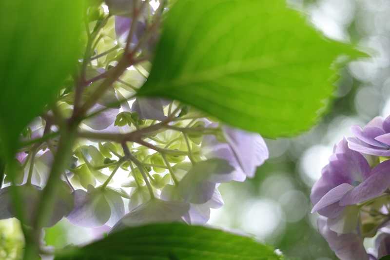 紫陽花＠蓮華寺池公園♪_a0167759_1351899.jpg