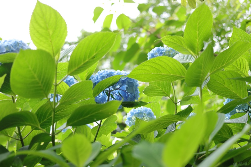 紫陽花＠蓮華寺池公園♪_a0167759_136877.jpg