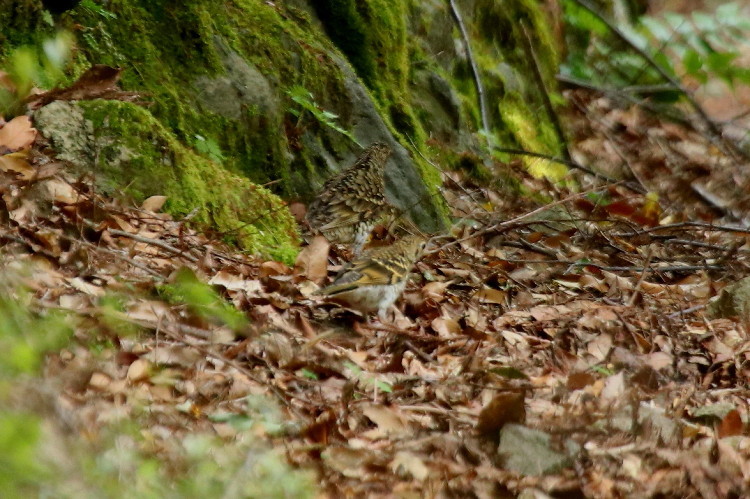 トラツグミ幼鳥_d0338778_20532758.jpg