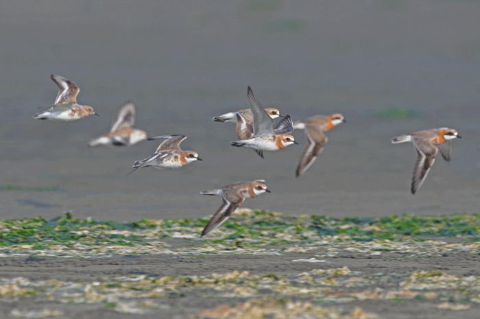 浜辺の鳥さん 目大千鳥 大鷺 他 風のむろさん 自然の詩