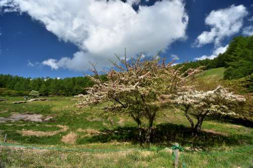 花と展望の山、入笠山に登る③花散歩_e0241691_15242521.jpg