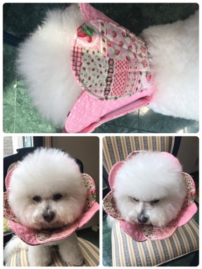 ビションフリーゼのいちごちゃん わたあめちゃん ハンドメイドのエリザベスカラー お花エリカラ ビションフリーゼのいちごちゃん わたあめちゃん ハンドメイドのエリザベスカラー お花エリカラ