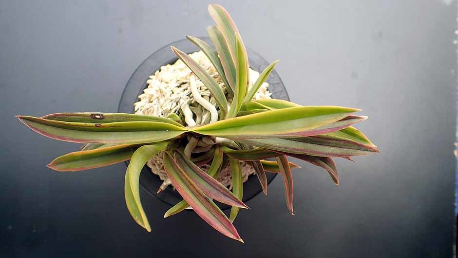 高質で安価 富貴蘭 （大八洲 花物、覆輪、縞、紅花、大株立ちコルク原木着生 その他