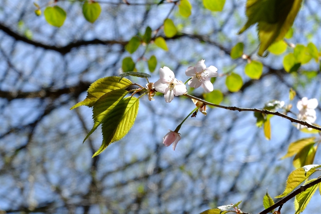 e0304001_20142818.jpg
