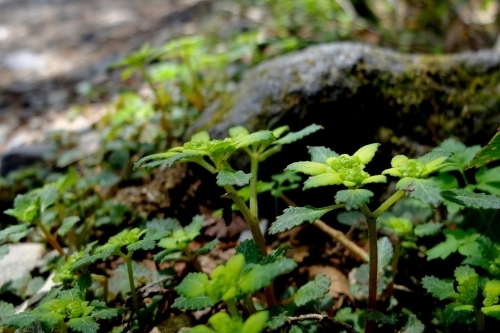 e0304001_20143583.jpg