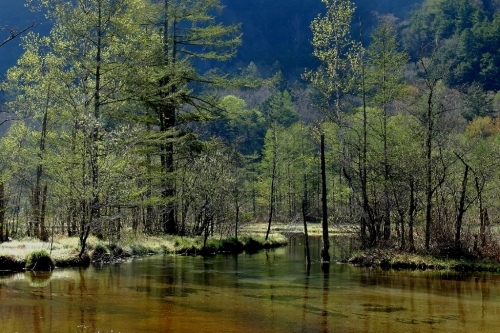 新緑の上高地⑧森の風景_e0304001_20244519.jpg