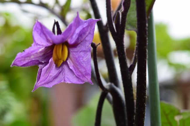 キッチンガーデンの可愛い野菜の花達&楽しい収穫。。。_e0346002_10483442.jpg