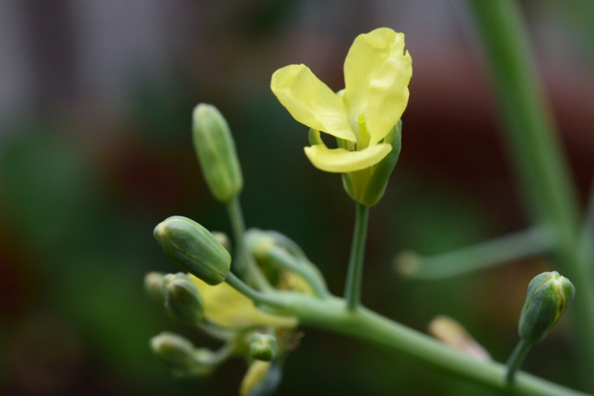 キッチンガーデンの可愛い野菜の花達&楽しい収穫。。。_e0346002_10483558.jpg