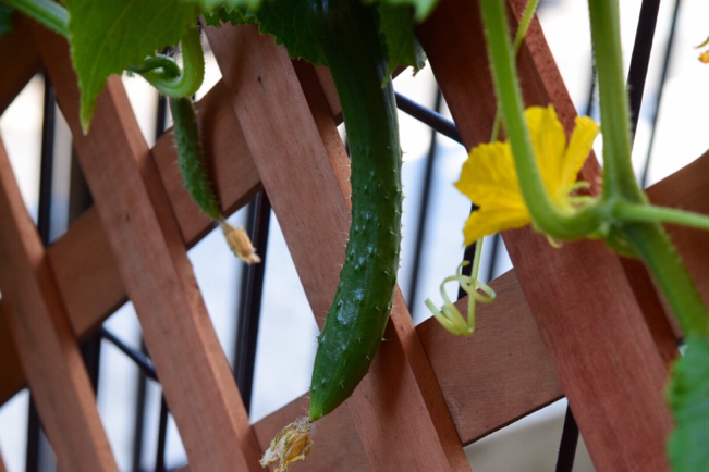 キッチンガーデンの可愛い野菜の花達&楽しい収穫。。。_e0346002_10483586.jpg