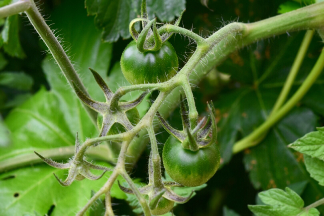 キッチンガーデンの可愛い野菜の花達&楽しい収穫。。。_e0346002_10524747.jpg