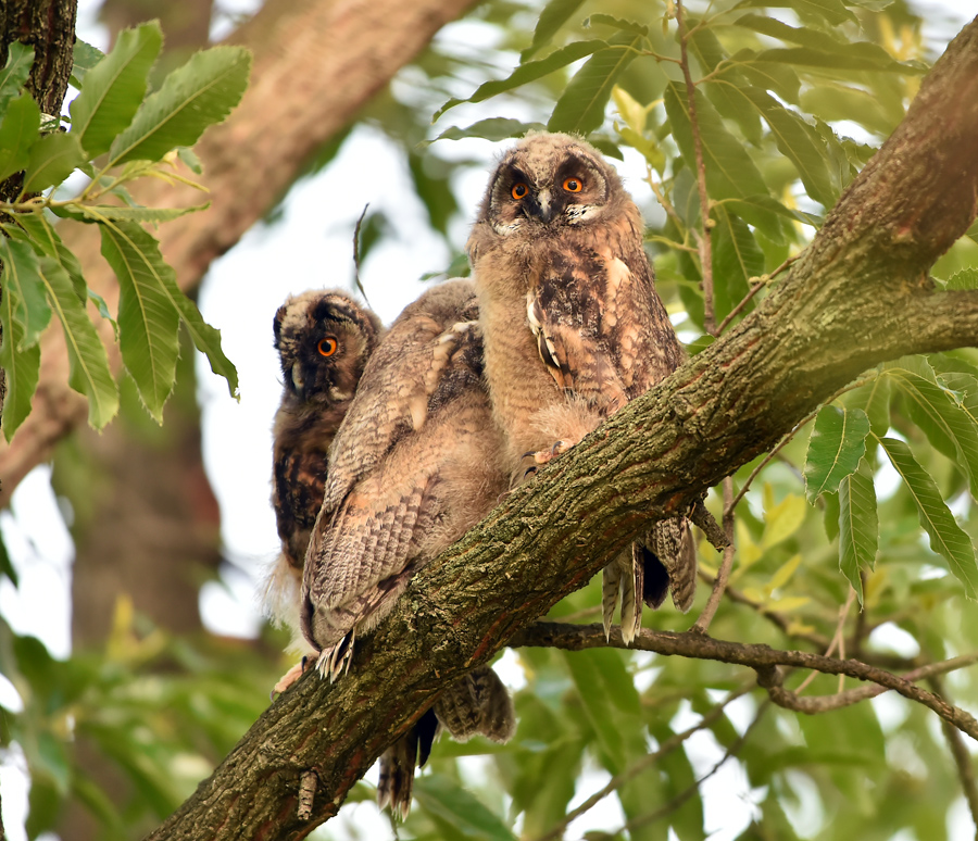 トラフズクの３兄弟！_e0366707_6323593.jpg