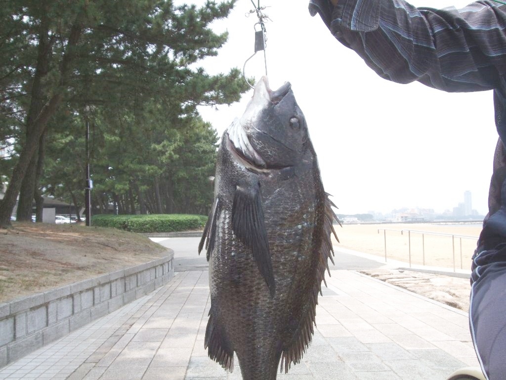 樋井川 釣り 樋井川 釣り