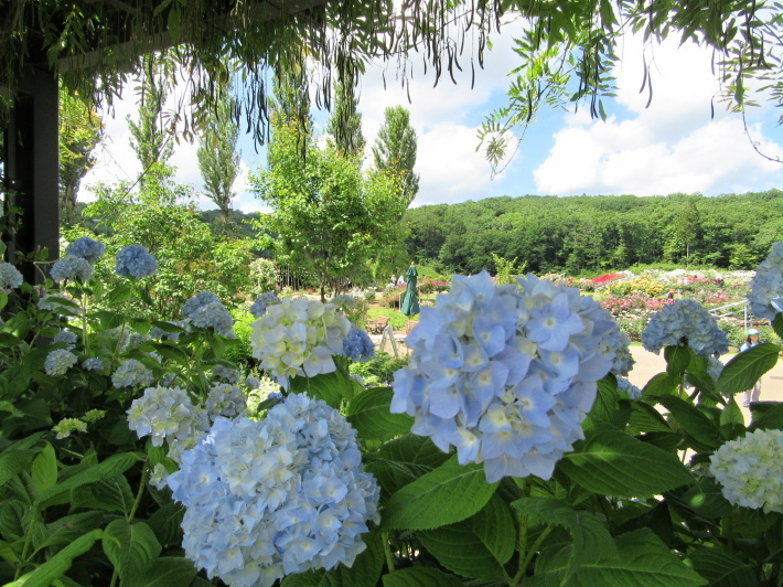 越後丘陵公園とみつけイングリッシュガーデン_f0067514_21153922.jpg