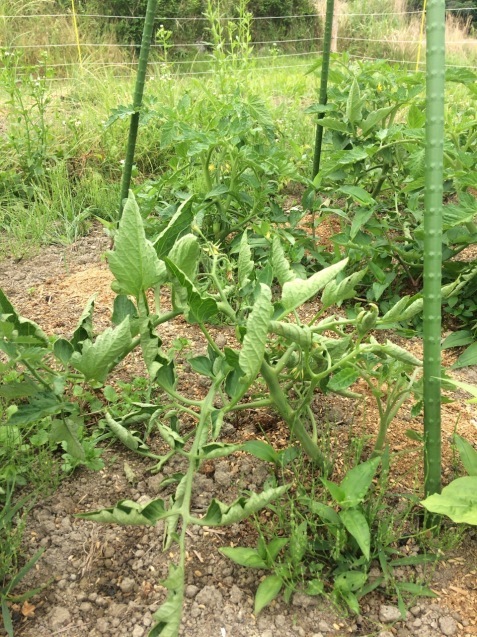 レンコンなう。と田んぼの除草。と鶏小屋作り開始。_c0338018_18585431.jpg