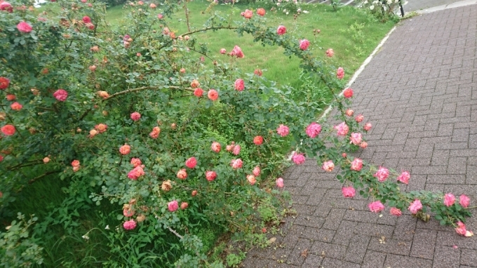 バラのお花見～茨城県フラワーパーク編～_f0182618_22023483.jpg