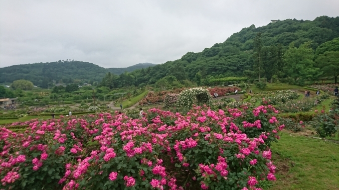 バラのお花見～茨城県フラワーパーク編～_f0182618_22023768.jpg