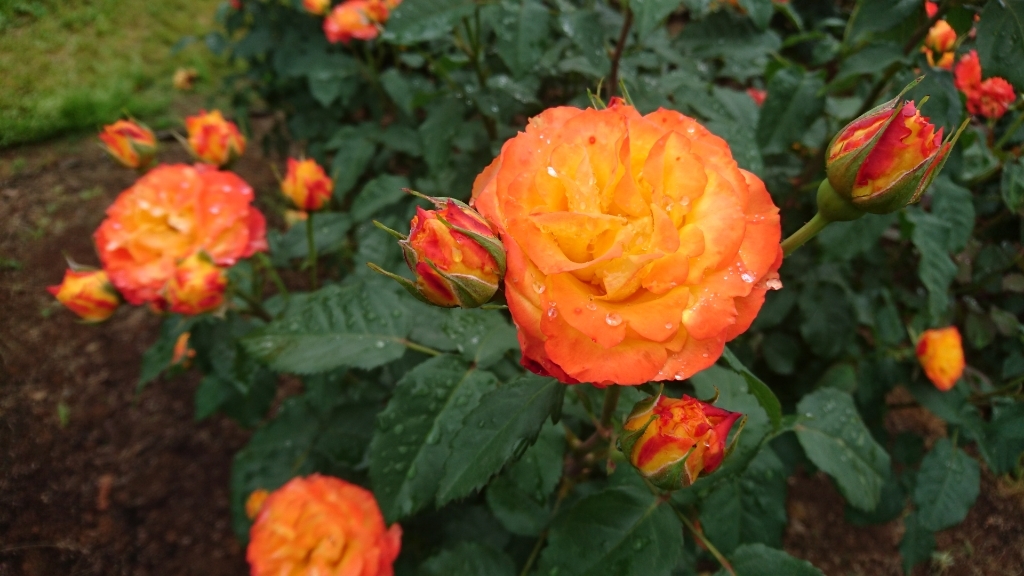 バラのお花見～茨城県フラワーパーク編２～_f0182618_22225144.jpg