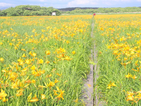 ニッコウキスゲ:ベンセ湿原(つがる市)*2017.06.10_b0147224_23242750.jpg