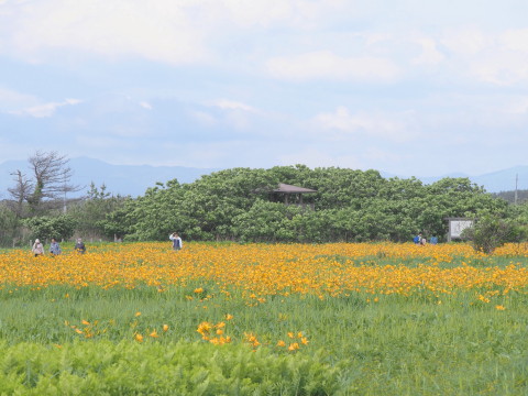 ニッコウキスゲ:ベンセ湿原(つがる市)*2017.06.10_b0147224_23265564.jpg