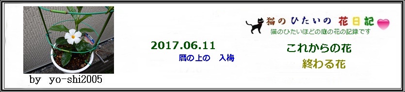 咲く花あれば終わる花あり_e0033229_15392010.jpg