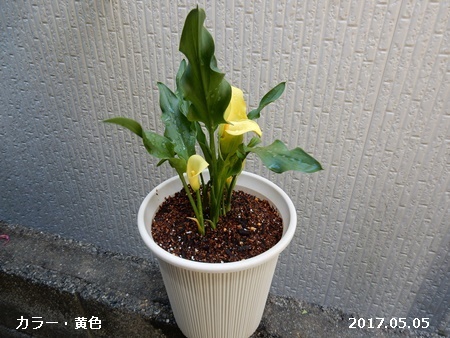 咲く花あれば終わる花あり_e0033229_15463520.jpg