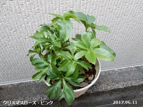 咲く花あれば終わる花あり_e0033229_16195758.jpg