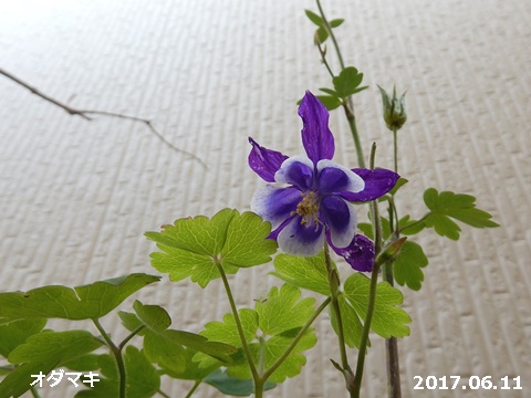 咲く花あれば終わる花あり_e0033229_16282366.jpg